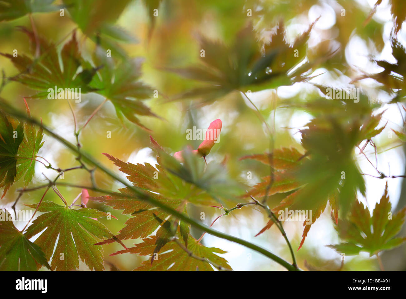 Acer Palmatum Masu Kagami Tree estate per la stagione autunnale cambiare - fine art Jane-Ann fotografia fotografia Butler JABP597 Foto Stock