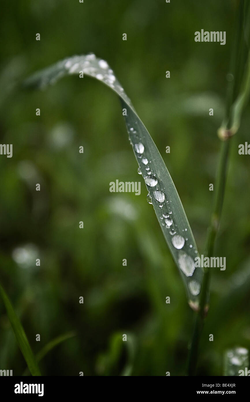 Lama di erba con gocce di pioggia dopo una pioggia, Germania, Europa Foto Stock