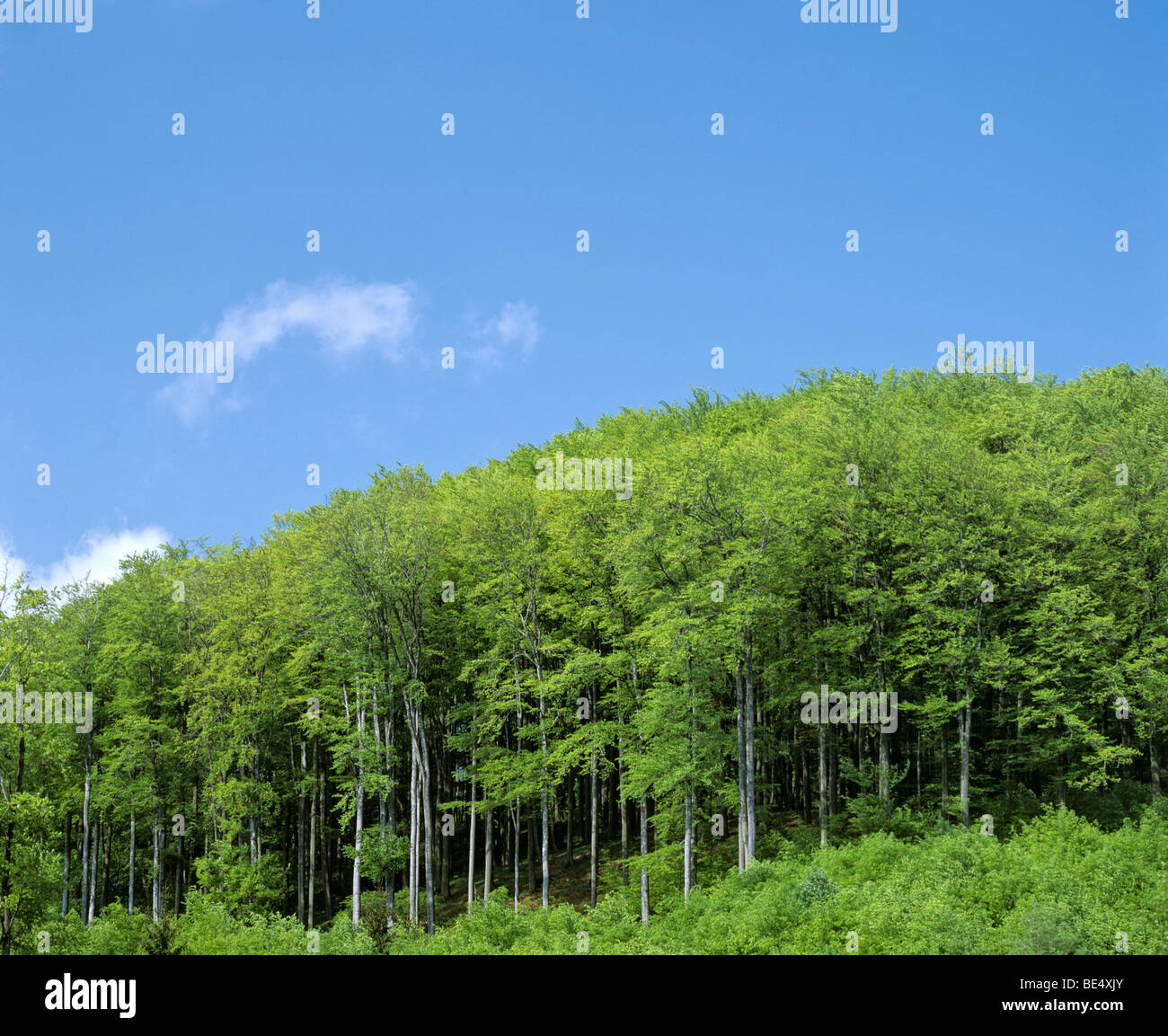 Foresta di faggio (Fagus), molla, Germania, Europa Foto Stock