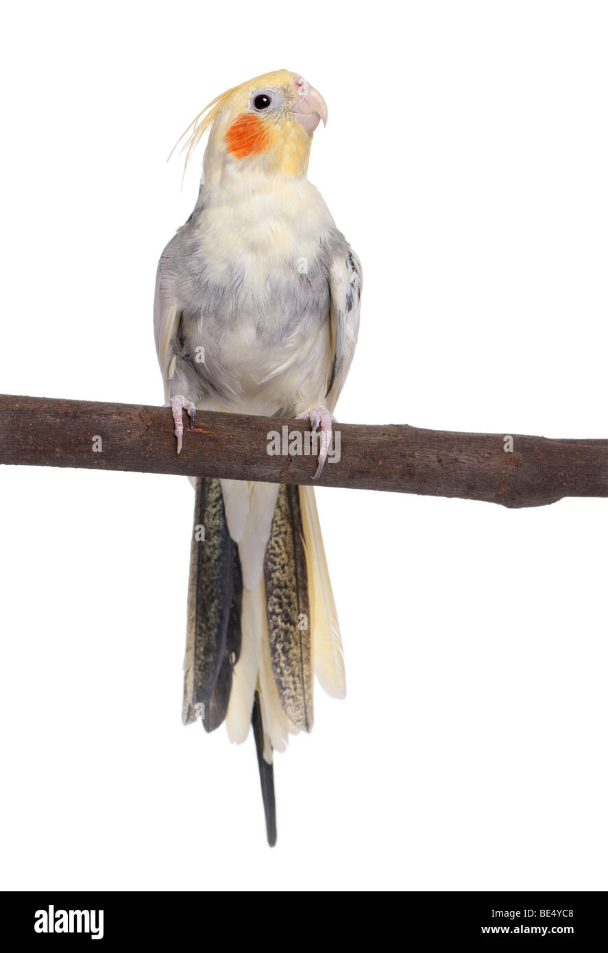 Cockatiel appollaiate su un ramo, Nymphicus hollandicus, di fronte a uno sfondo bianco Foto Stock