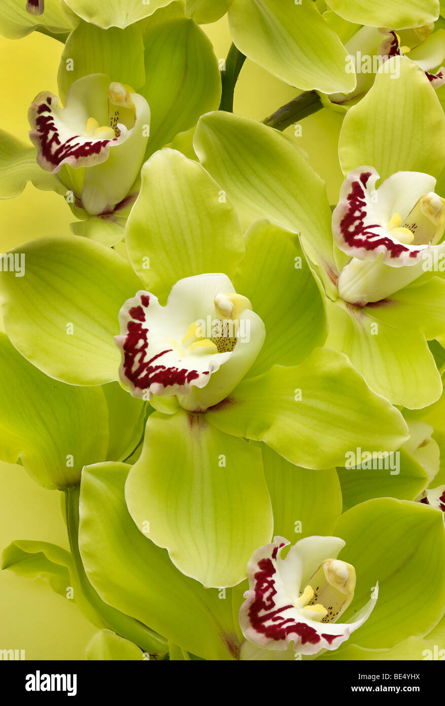 Orchidea Cymbidium flowerr alta qualità file taglienti Foto Stock