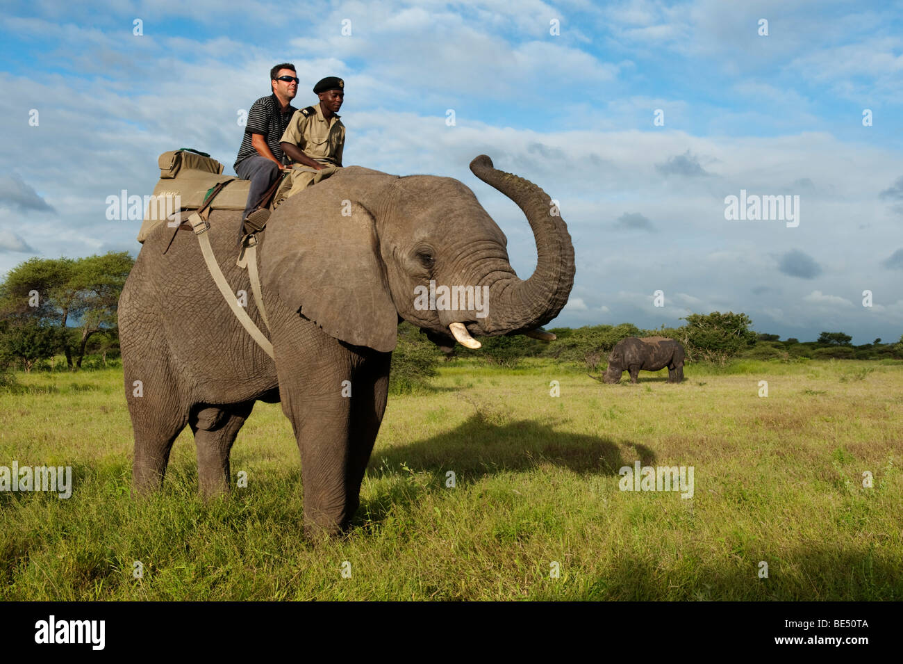 Elephant Back Safari con il rinoceronte, Kapama Game Reserve, maggiore parco nazionale Kruger, Sud Africa Foto Stock