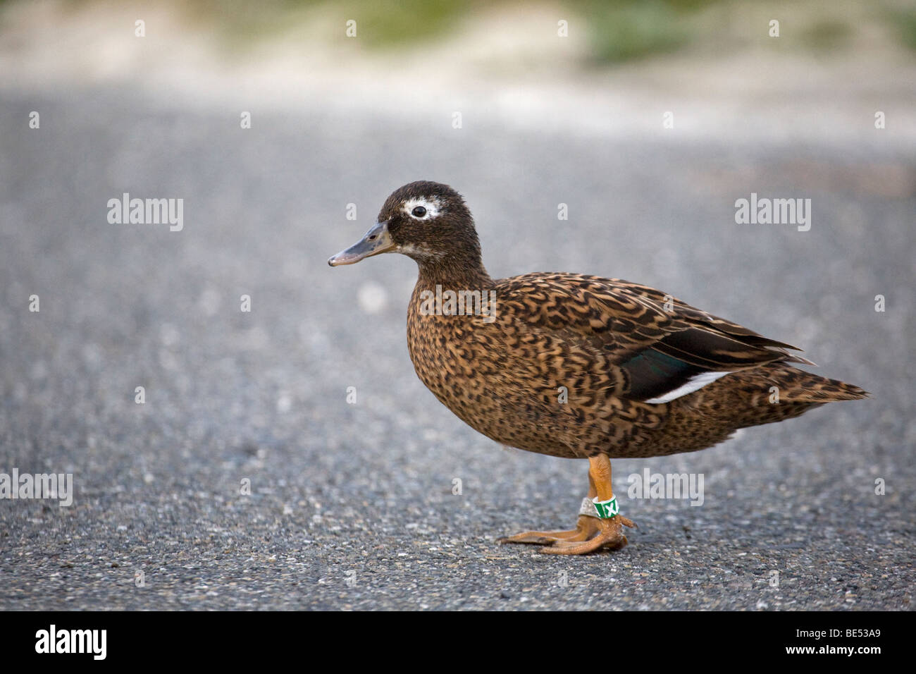 Laysan Duck femmina (Anas laysanensis) con fascia per le gambe, parte di una popolazione traslocata monitorata da USFWS, Atollo Midway. Specie criticamente minacciate Foto Stock