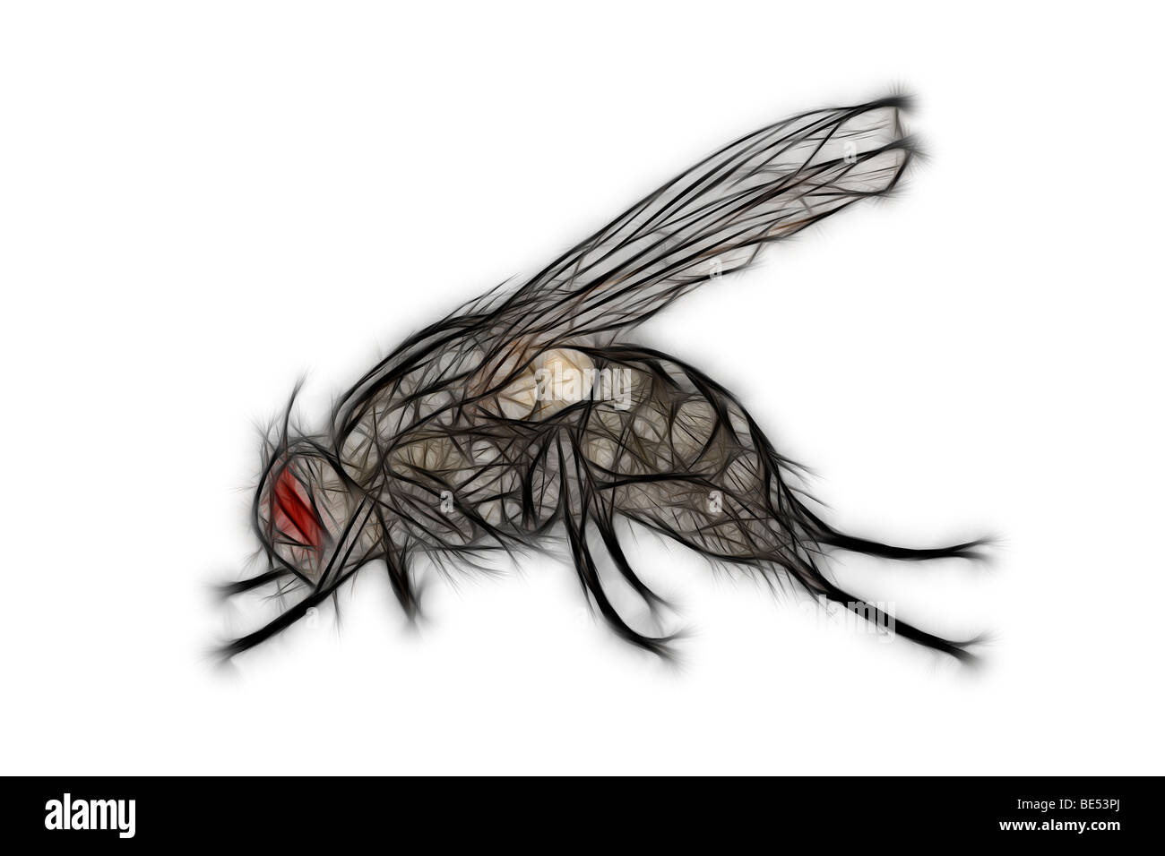 Un formato digitale illustrato volare su uno sfondo bianco. Dessin assisté par ordinateur d'une mouche sur fond blanc. Foto Stock Un formato digitale illustrato volare su uno sfondo bianco. Dessin assisté par ordinateur d'une mouche sur fond blanc. Foto Stock