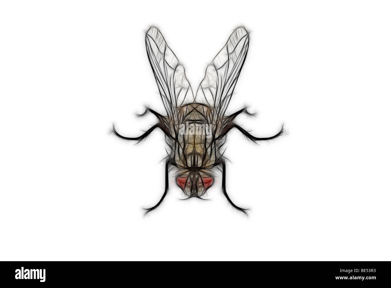 Un formato digitale illustrato volare su uno sfondo bianco. Dessin assisté par ordinateur d'une mouche sur fond blanc. Foto Stock Un formato digitale illustrato volare su uno sfondo bianco. Dessin assisté par ordinateur d'une mouche sur fond blanc. Foto Stock