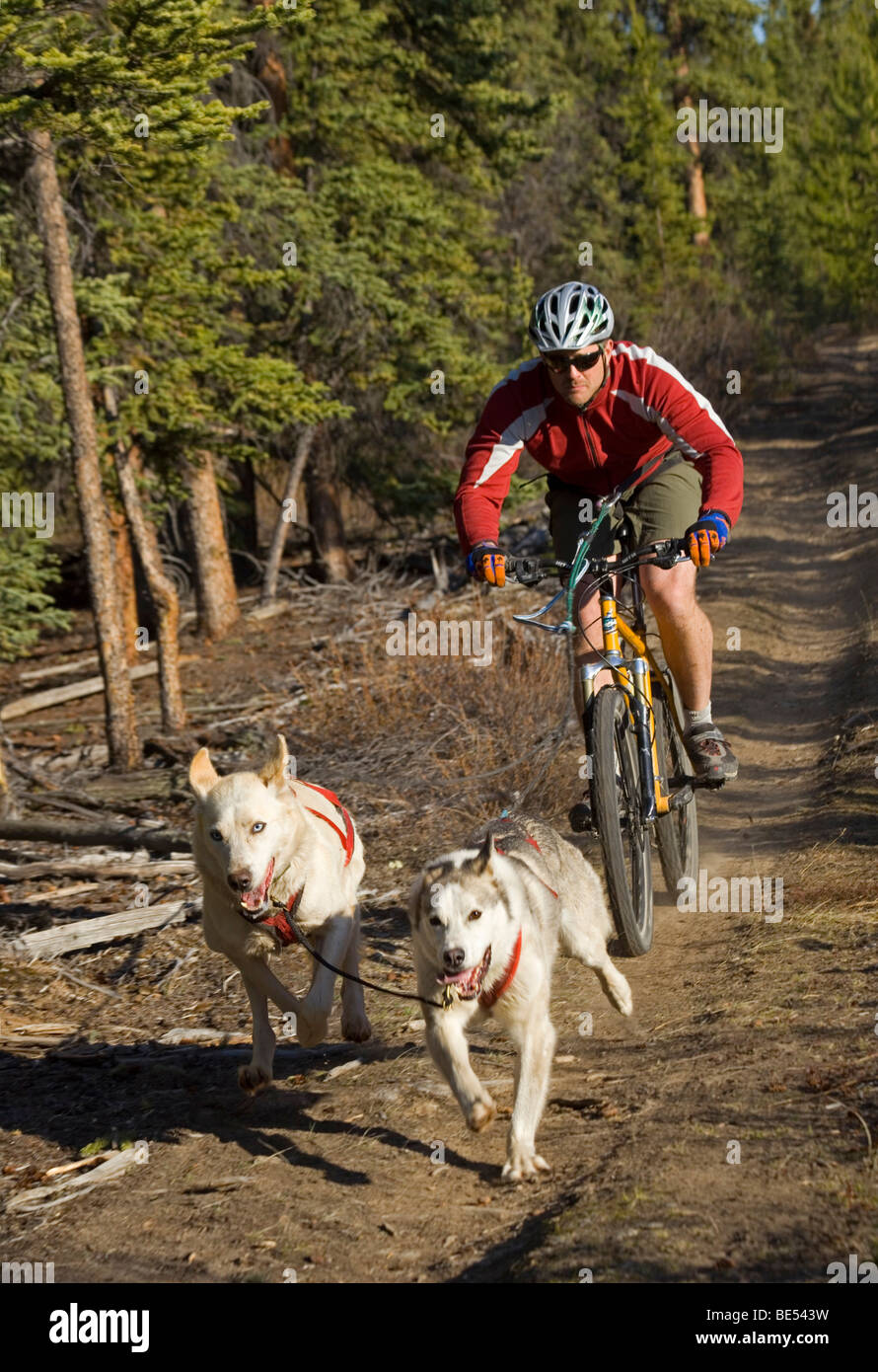 Alaskan Huskies, uomo ciclismo, terra asciutta Sled Dog Race, mountain bike, Yukon Territory, Canada, America del Nord Foto Stock