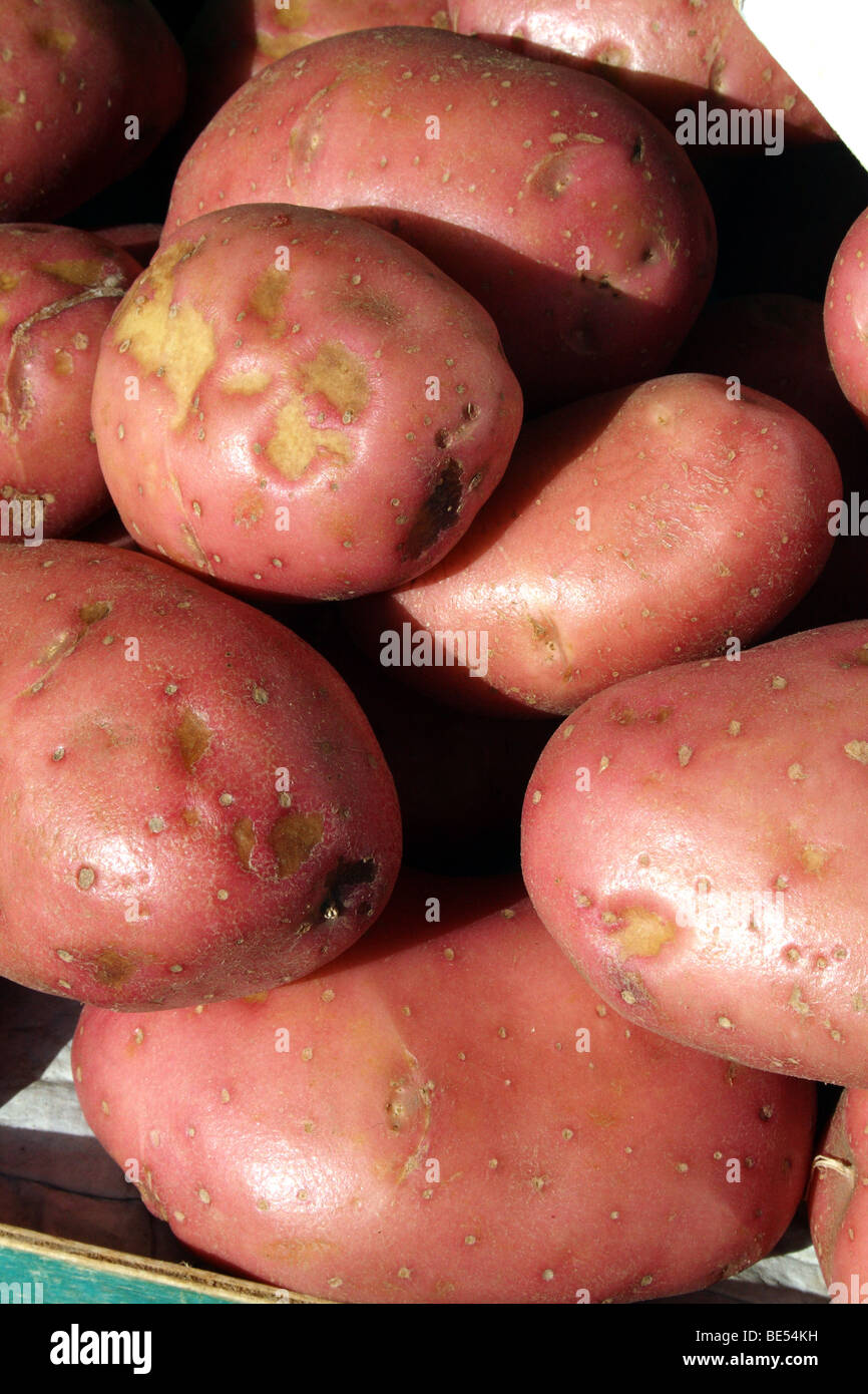 Patate di una varietà di rosa il tubero fonte di carboidrati di fiocco famiglia delle solanacee Foto Stock