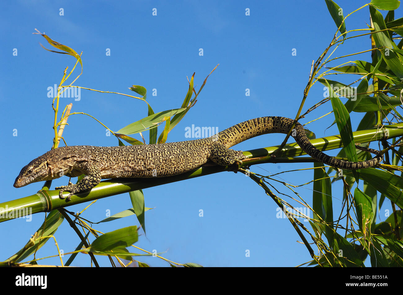 Struttura maculato Monitor su ramoscello / Varanus timorensis Foto Stock