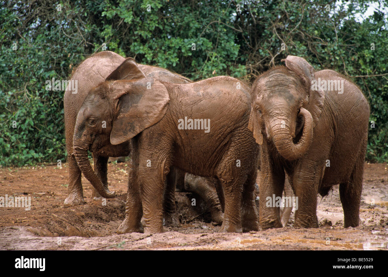 Giovane elefante africano (Loxodonta africana), Sheldrick's l'Orfanotrofio degli Elefanti, un orfanotrofio per elefanti, Nairobi parco giochi, Kenya, Afr Foto Stock