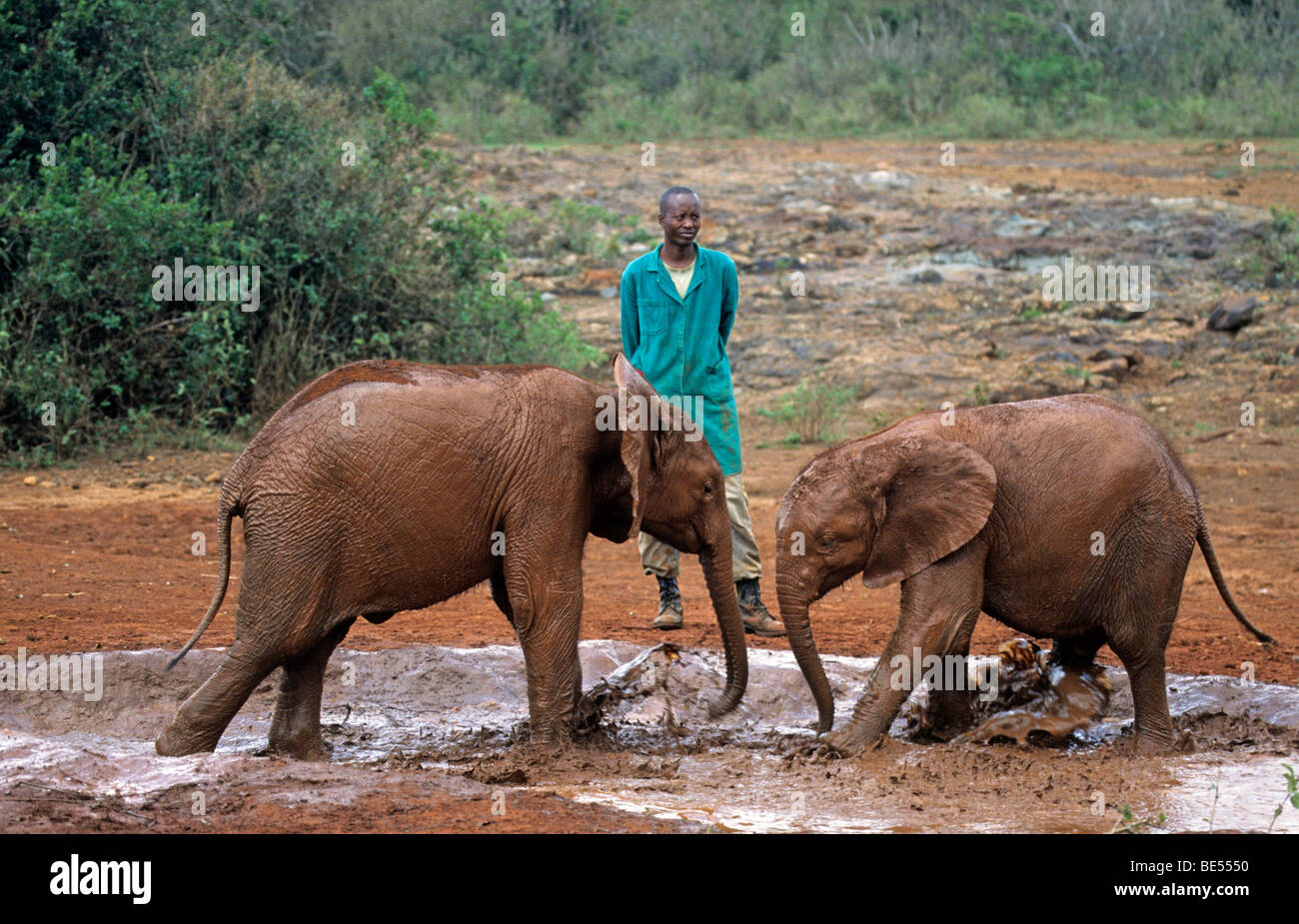 Giovane elefante africano (Loxodonta africana) e custodi, Sheldrick's l'Orfanotrofio degli Elefanti, un orfanotrofio per elefanti, Nairobi Parco giochi Foto Stock