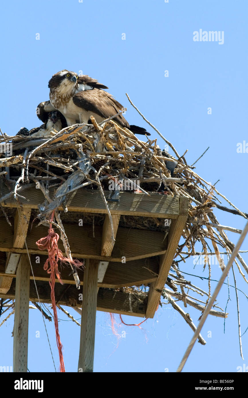 Osprey nidi su una piattaforma in cima ad un palo di utilità in Idaho, Stati Uniti d'America. Foto Stock