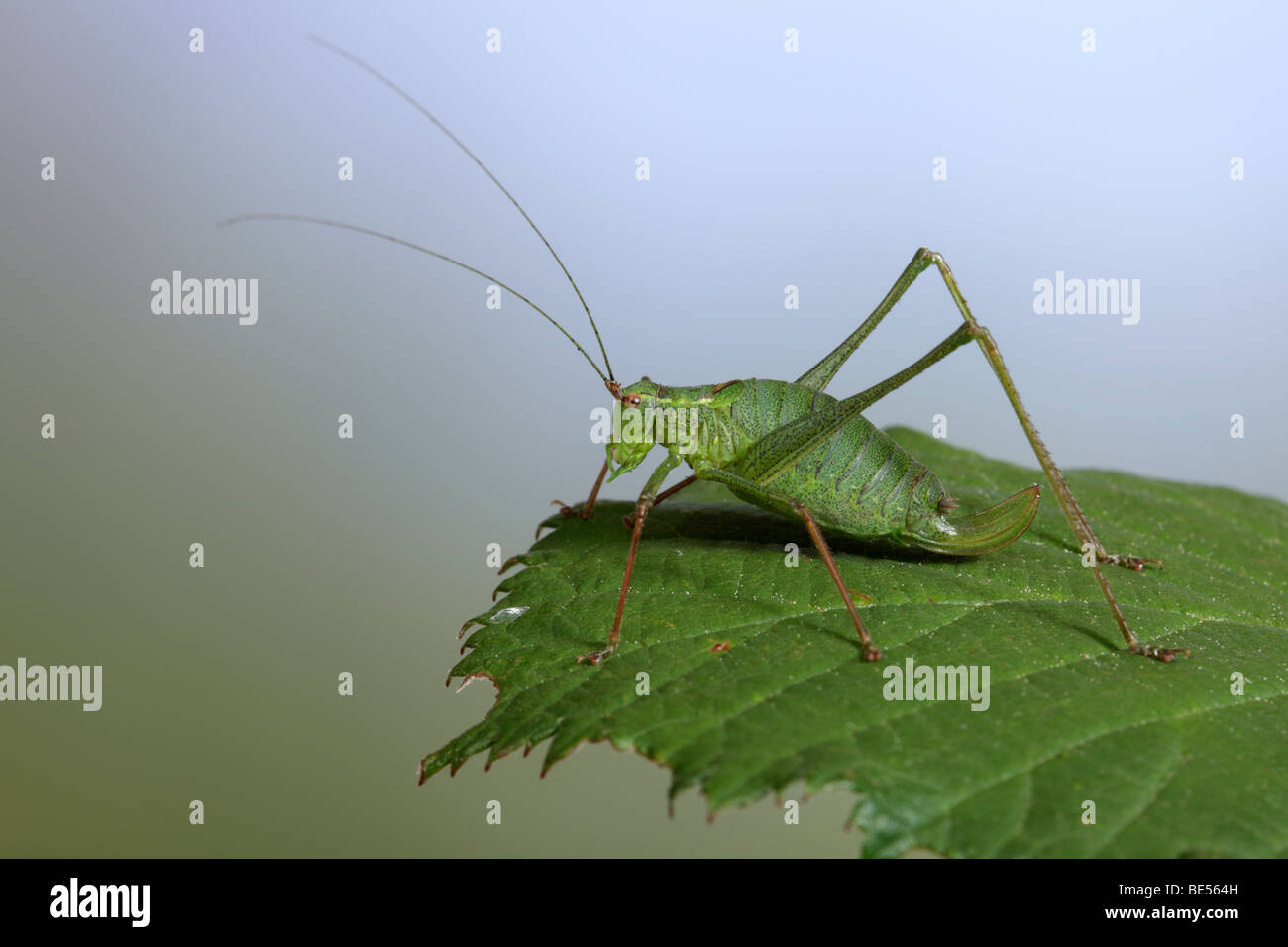 Chiazzato bush-cricket (Leptophyes punctatissima) Foto Stock