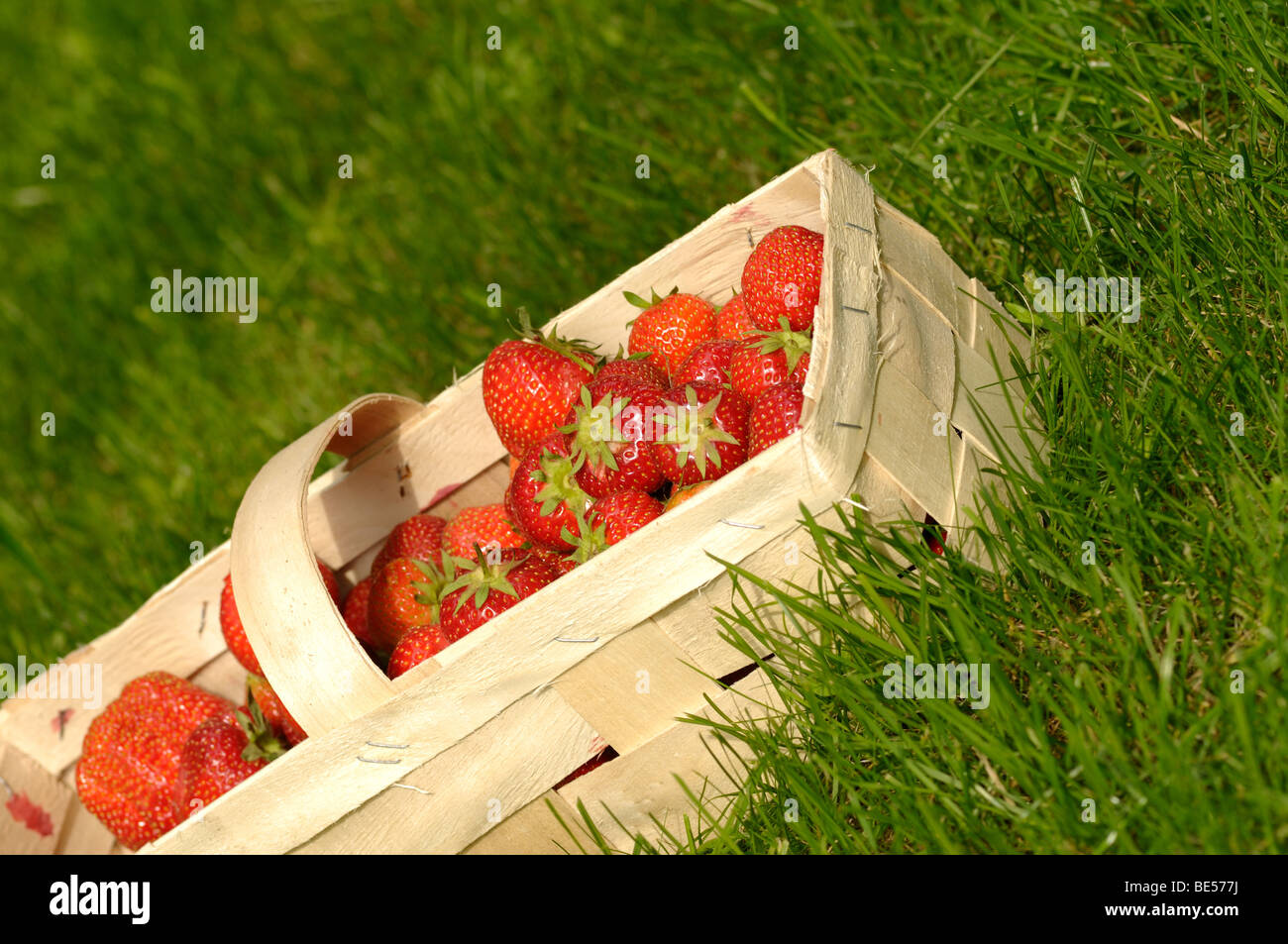 Fragole fresche in un cestello di chip Foto Stock