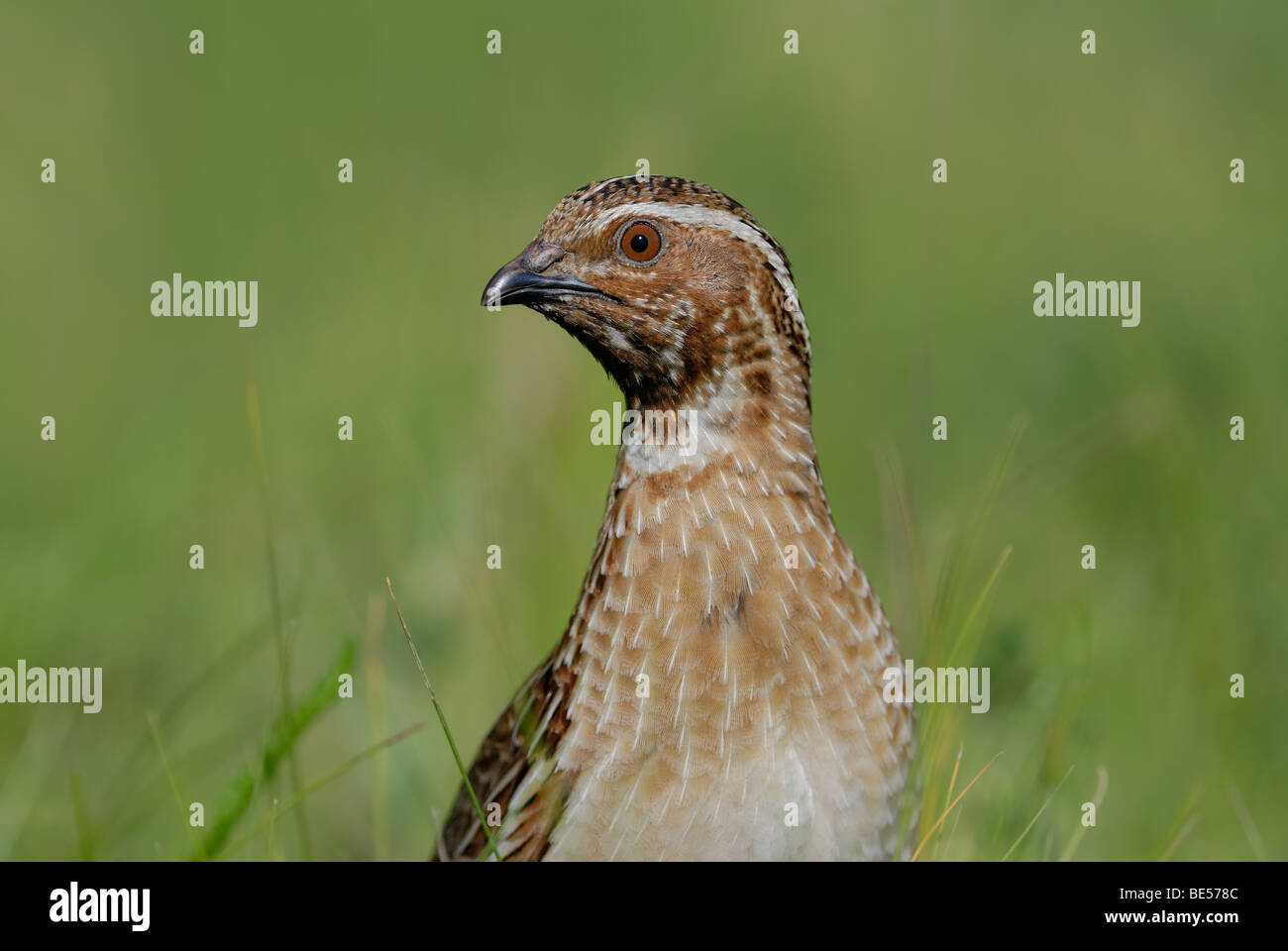 Ritratto di comune quaglie selvatiche Foto Stock