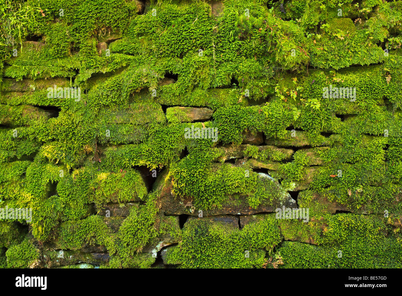 Moss ricoperta in pietra a secco in parete Goyt Valley vicino a Buxton, Peak District, UK. Foto Stock