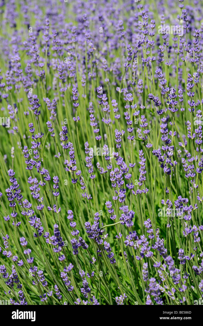 Lavanda vera (Lavandula angustifolia) Foto Stock