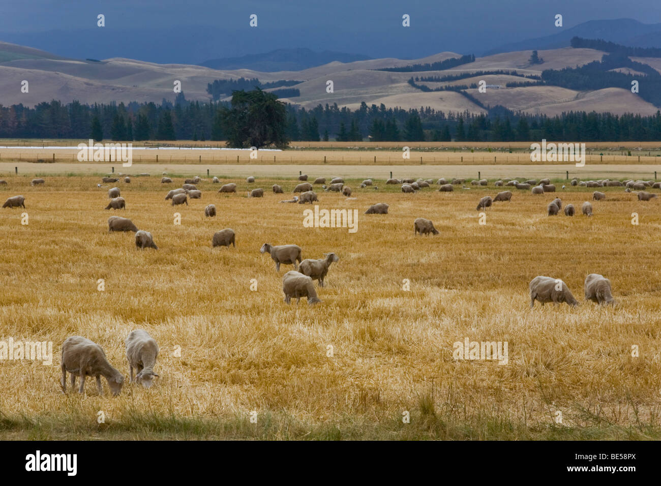 Pecore al pascolo (Ovis orientalis Aries) in campo oro, mouse, Punto di South Island, in Nuova Zelanda Foto Stock