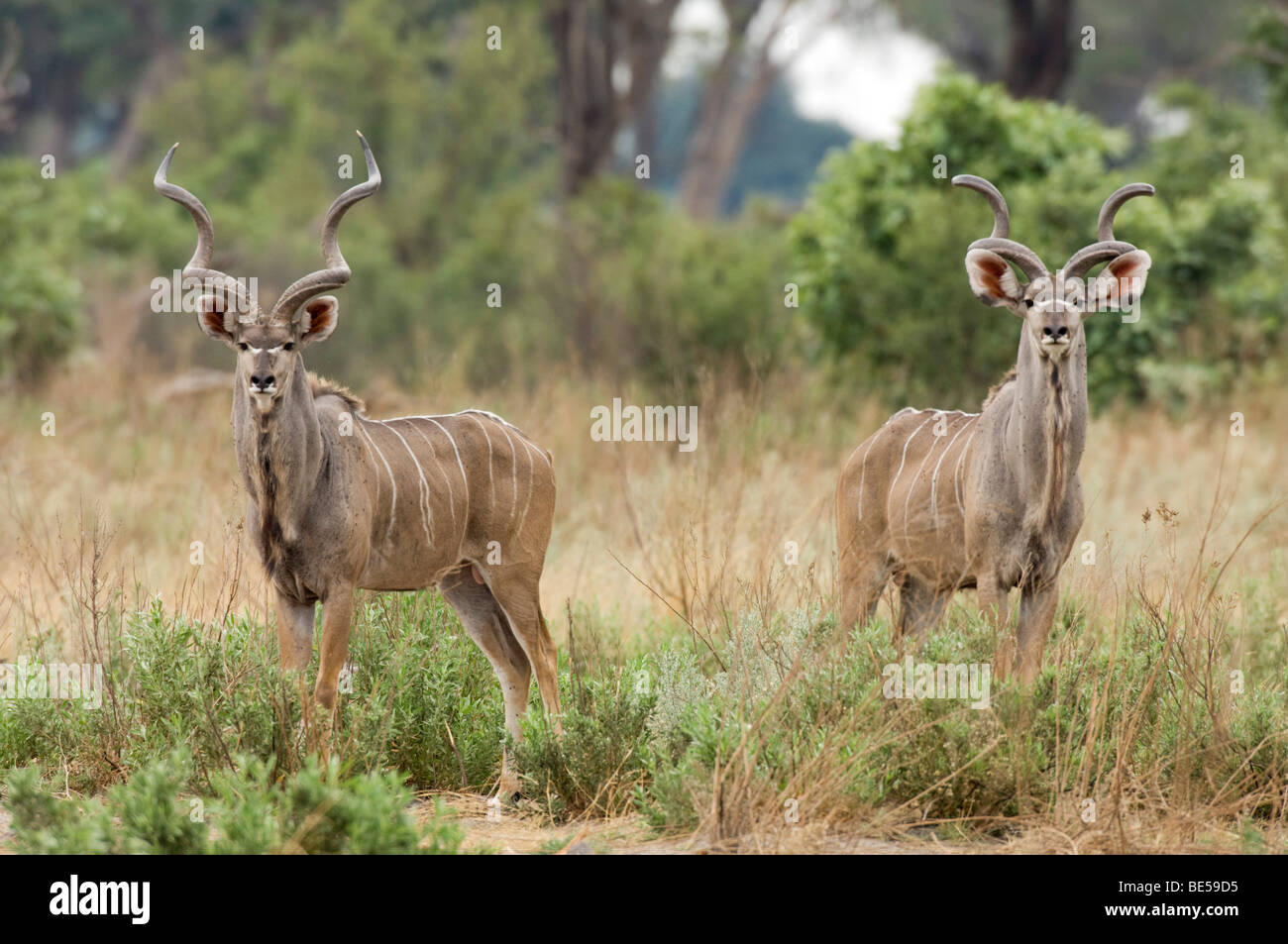 Kudu maggiore (Tragelaphus strepsiceros), Okavango Delta, Botswana Foto Stock