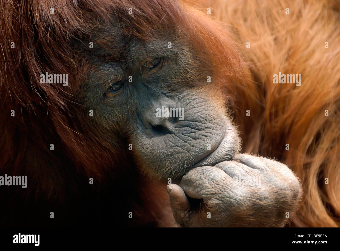 Bornean orangutan (pongo pygmaeus), riflessivo-cercando femmina, ritratto Foto Stock