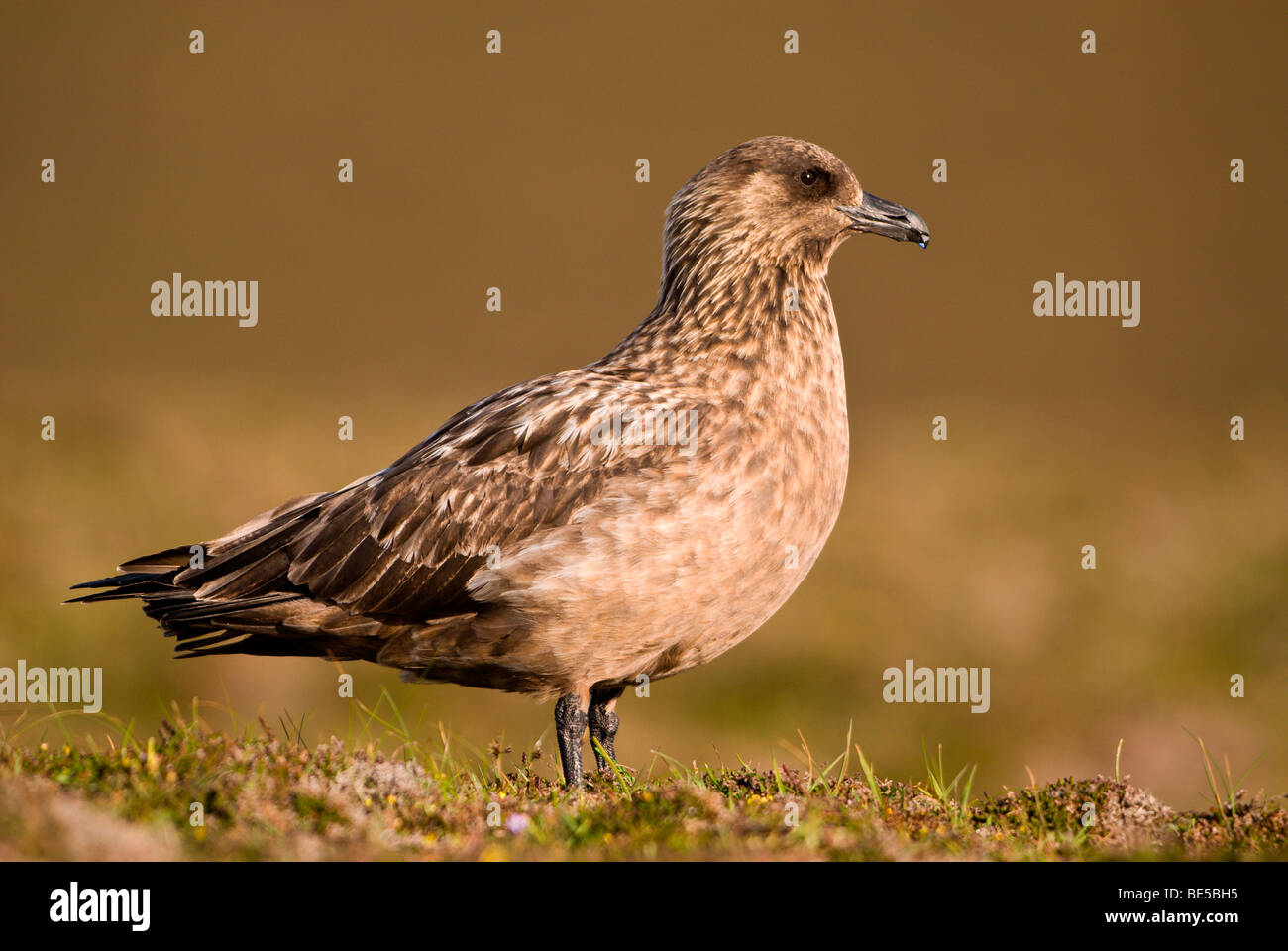 Grande Skua (Stercorarius skua), Fair Isle, Shetland, Regno Unito, Europa Foto Stock