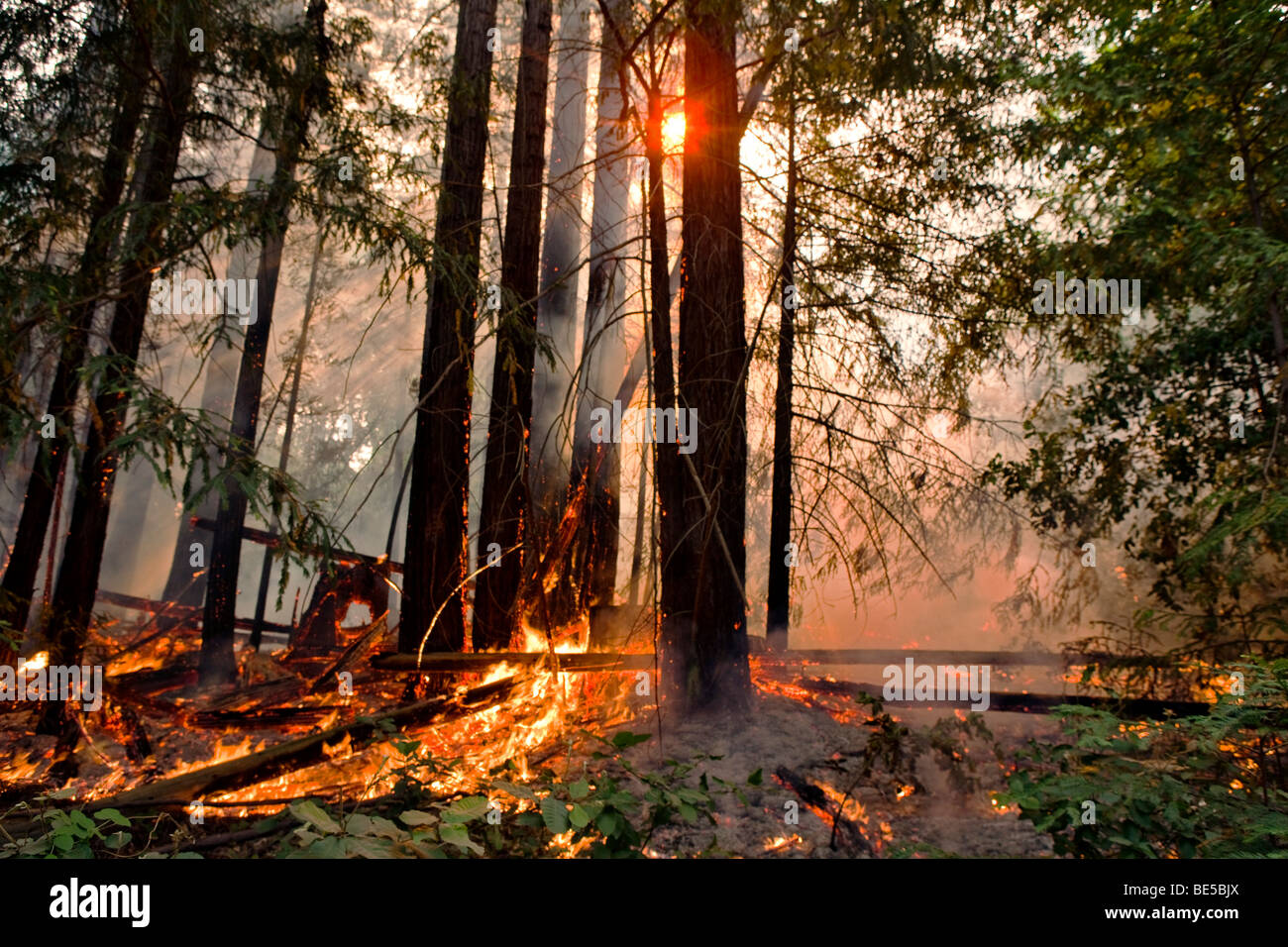 California Lockheed wildfire in Santa Cruz Mountains. CALFIRE/CDF - California Dipartimento di silvicoltura e protezione antincendio Foto Stock