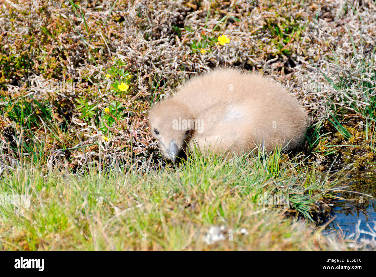 Grande Skua (Stercorarius skua) pulcino, Fair Isle, Shetland, Regno Unito, Europa Foto Stock