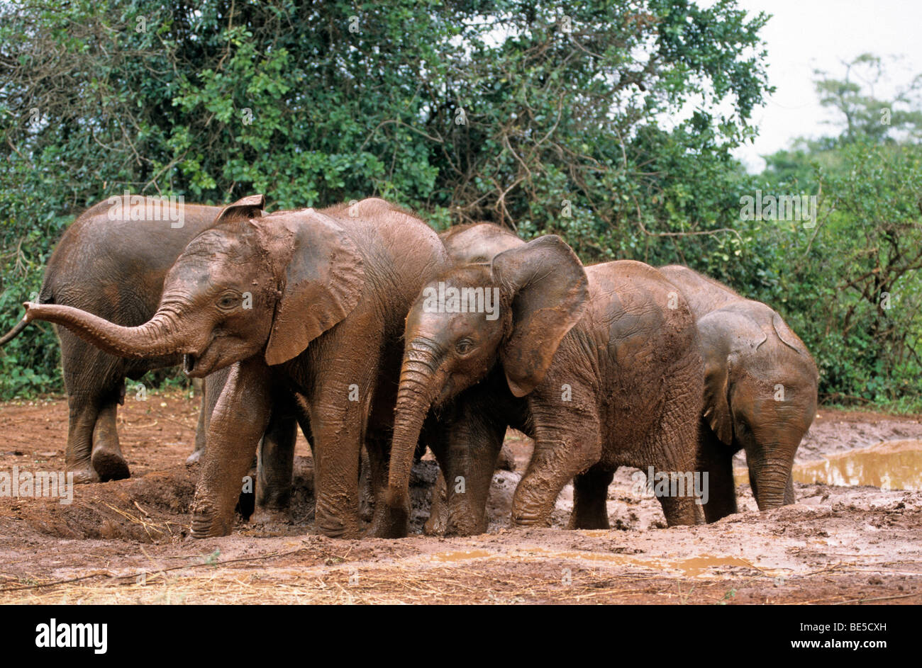 Giovane elefante africano (Loxodonta africana), Sheldrick's l'Orfanotrofio degli Elefanti, un orfanotrofio per elefanti, Nairobi parco giochi, Kenya, Afr Foto Stock