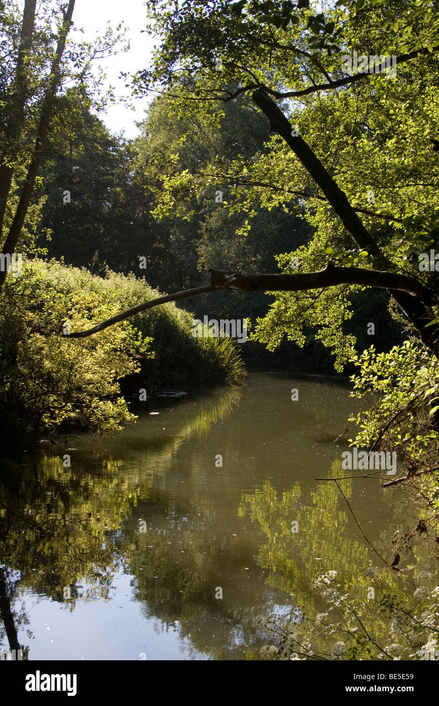 Riflessi nel fiume mole, Surrey in Inghilterra Foto Stock
