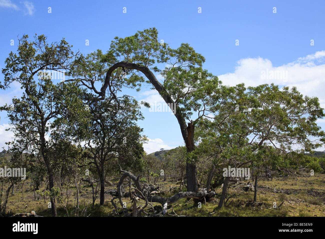 Koa alberi (Acacia koa) a circa 4000 piedi elevazione sul ranch privato terra nel sud Kona, Hawaii Foto Stock
