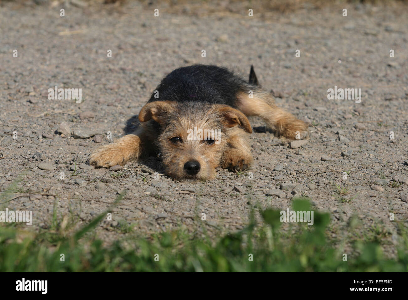 Yorkshire Terrier-Jack Russell Terrier hybrid, 14 settimane di età, giacente su di un percorso in un parco Foto Stock