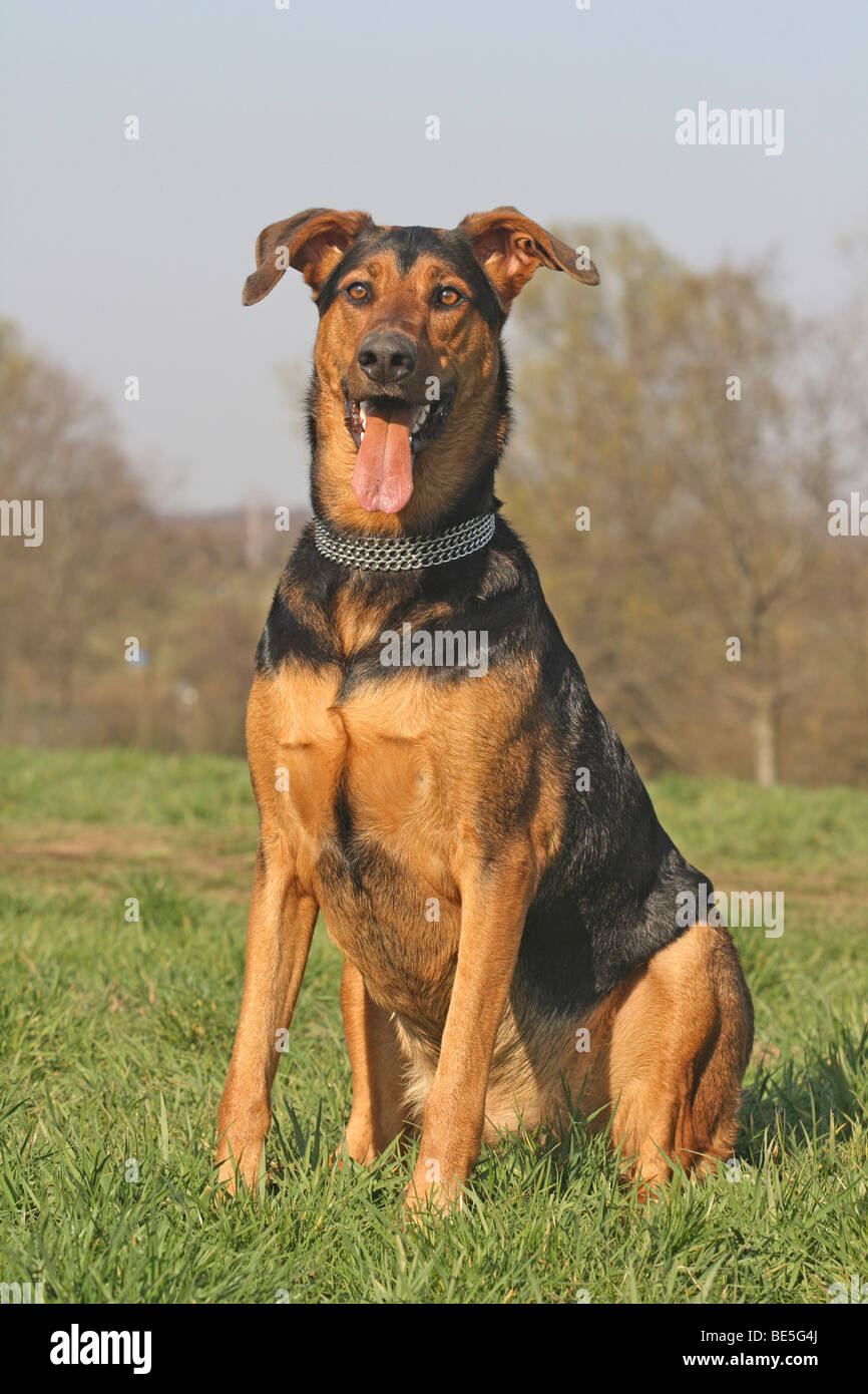 Doberman-Shepherd ibrido, seduto su un prato Foto Stock