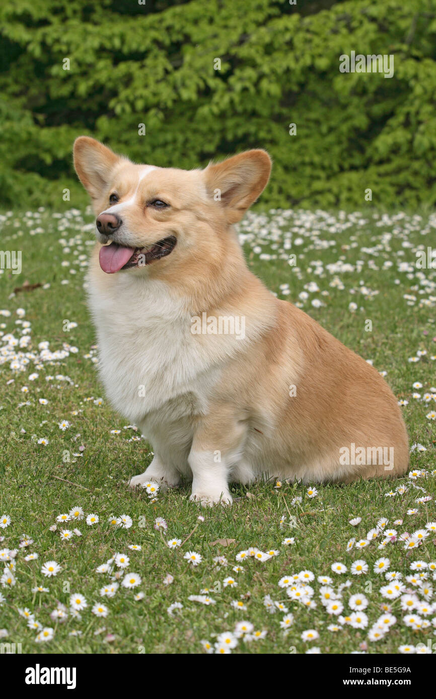 Pembroke Welsh Corgi seduto su un prato Foto Stock