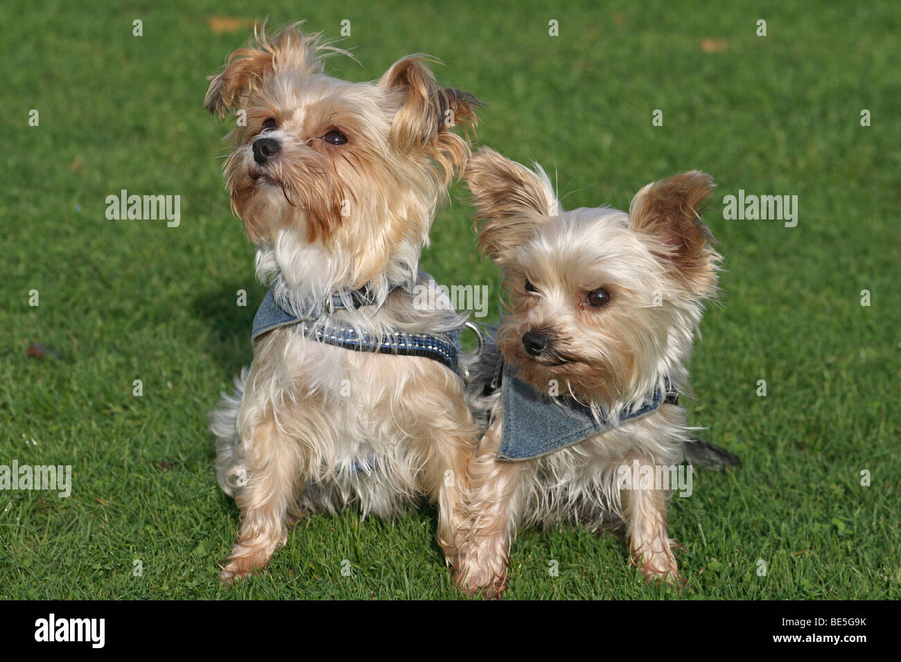 2 Yorkshire ibridi Terrier-Maltese seduto accanto a ciascun altro su un prato Foto Stock