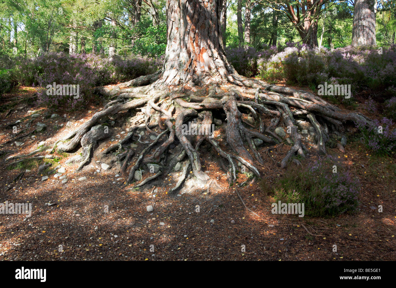 Uno studio delle radici degli alberi da Loch un Eilein, Rothiemurchus, Inverness-shire, Scotland, Regno Unito. Foto Stock