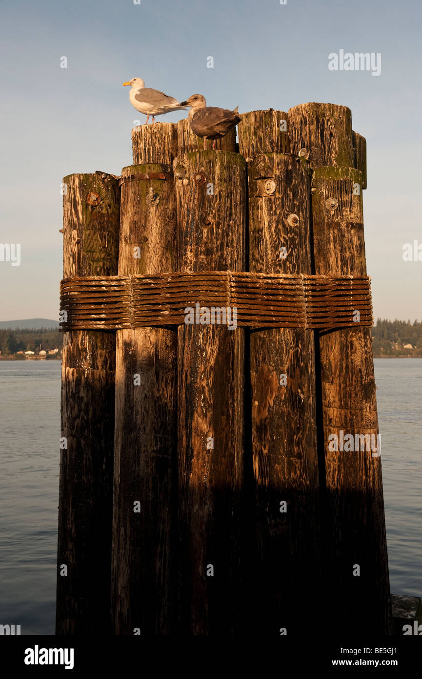 Gabbiani salutare la mattina mentre è seduto sul traghetto dock dolphin sul punto di ribes, Washington. Lummi Island in background. Foto Stock