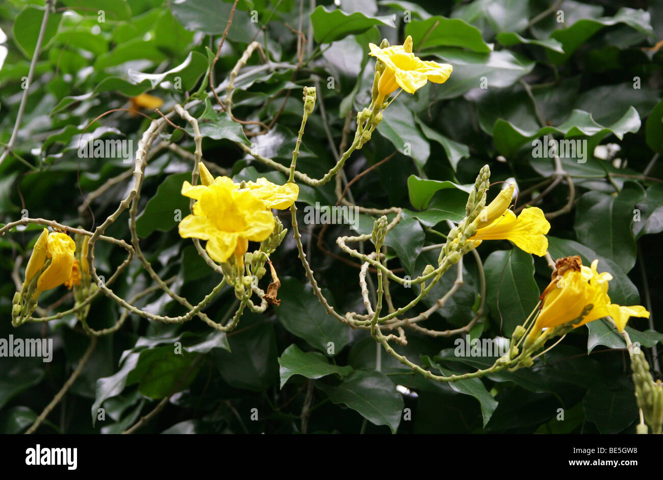 Giallo vitigno a campana, Adenocalymna comosum, Bignoniaceae (Jacaranda famiglia), syn comosa bignonia, Brasile, Sud America. Foto Stock