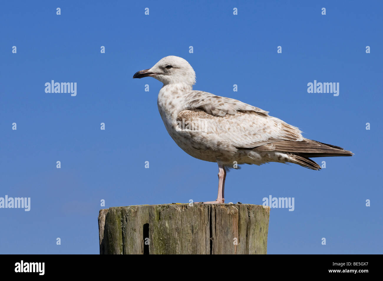 Giovani aringhe gabbiano (Larus argentatus) in piumaggio giovanile sulla porta bollard Foto Stock