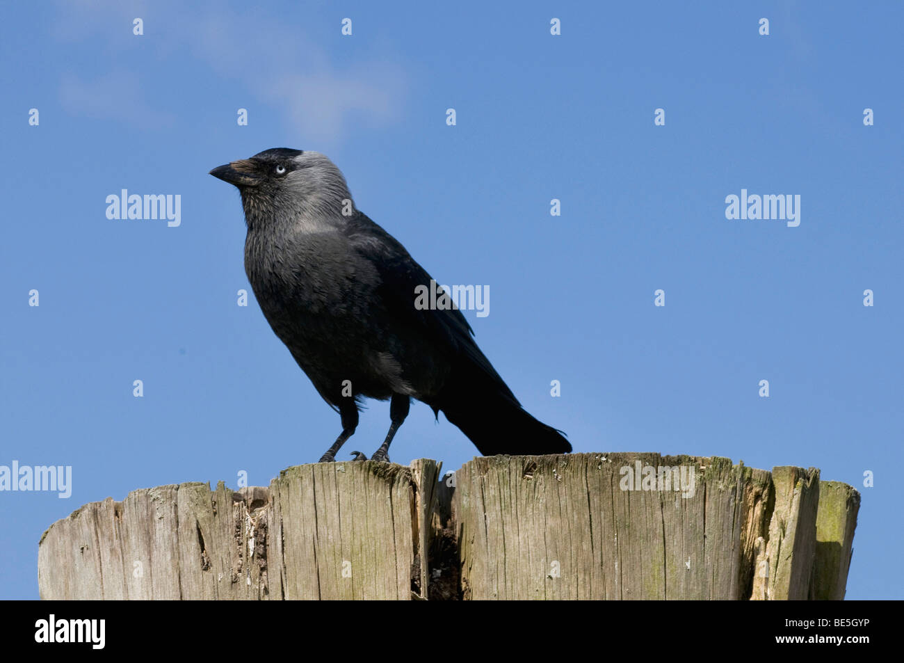 Taccola (Corvus monedula) su spessa bollard in legno Foto Stock