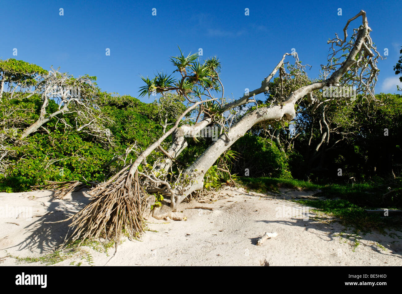 Pandanus Palm Tree sulla spiaggia di l'Isola Heron, Capricornia Cays National Park, della Grande Barriera Corallina, Queensland, Australia Foto Stock