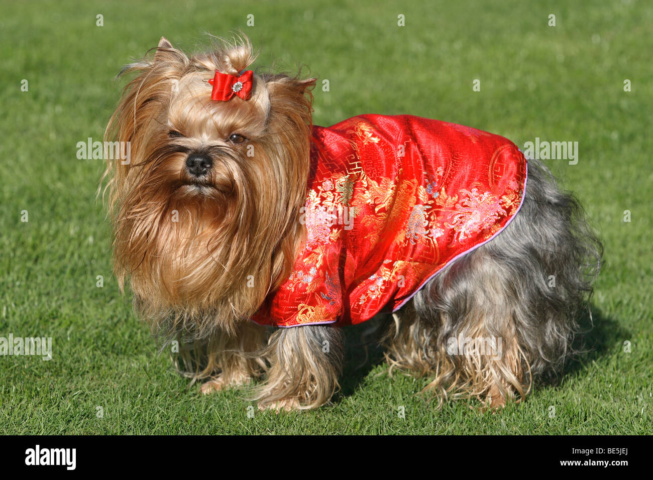 Yorkshire Terrier con un rosso camicia di seta Foto Stock