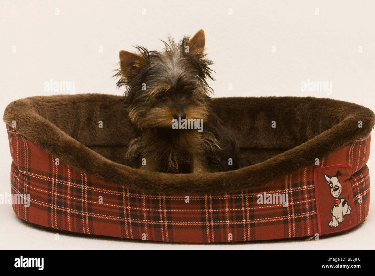 Yorkshire Terrier cucciolo, 14 settimane vecchio seduto in un cestello Foto Stock