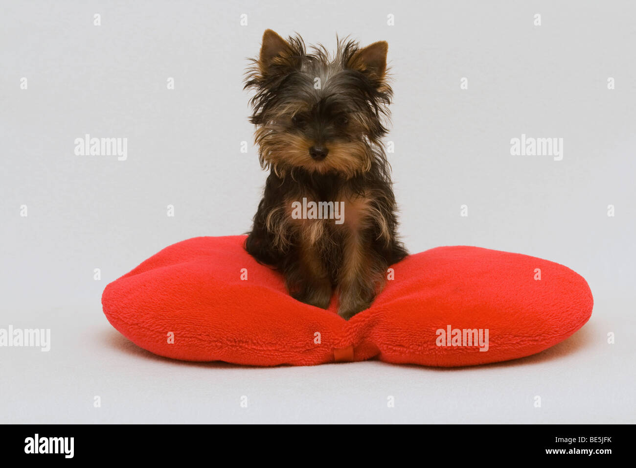 Yorkshire Terrier cucciolo, 14 settimane di età, seduto su un cuore rosso-cuscino sagomato Foto Stock
