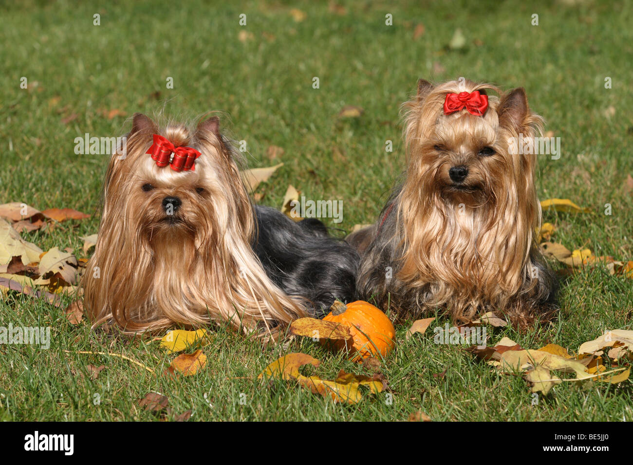 2 Yorkshire Terrier seduto accanto a ciascun altro su foglie di autunno Foto Stock