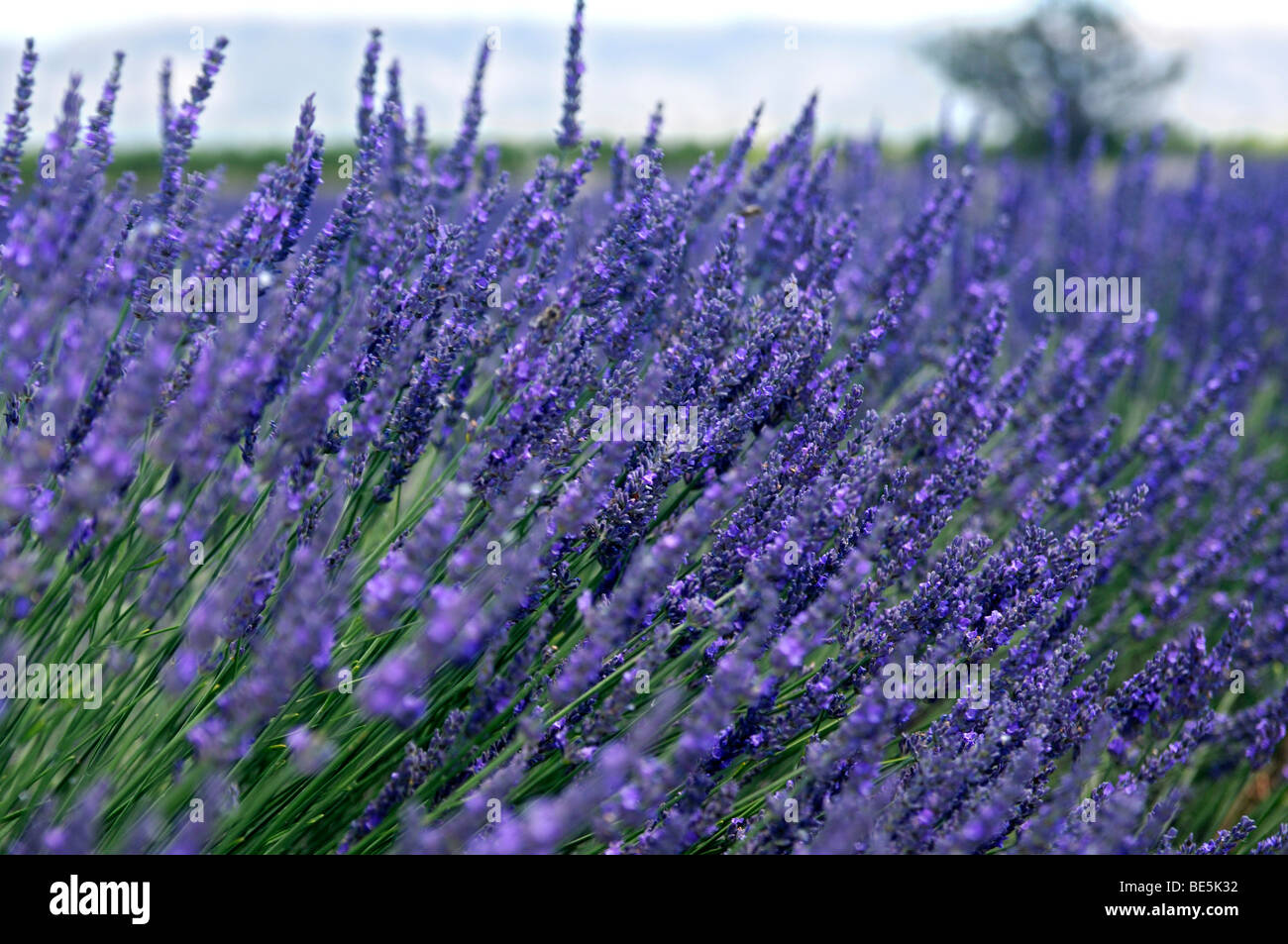 Campo di lavanda, Plateau de Valensole, Provence, Francia Foto Stock