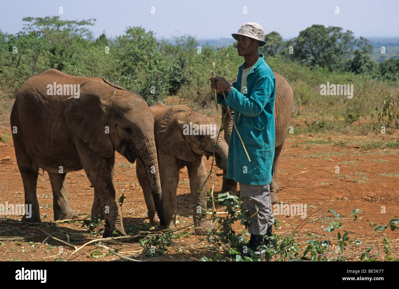 Giovane elefante africano (Loxodonta africana) e custode, Sheldrick's l'Orfanotrofio degli Elefanti, un orfanotrofio per elefanti, Nairobi parco giochi, Foto Stock