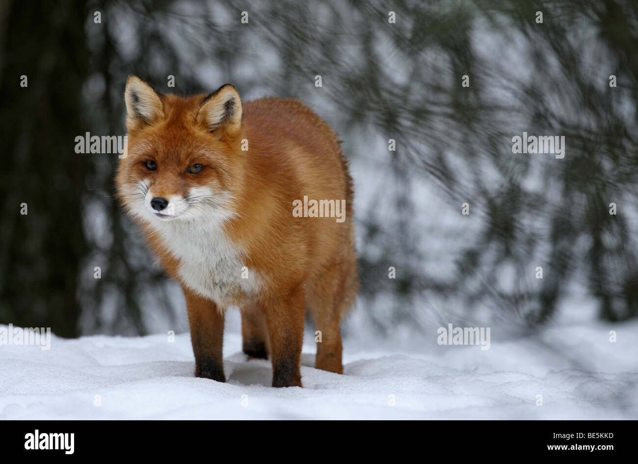 Una volpe rossa a caccia di cibo nella neve Foto Stock
