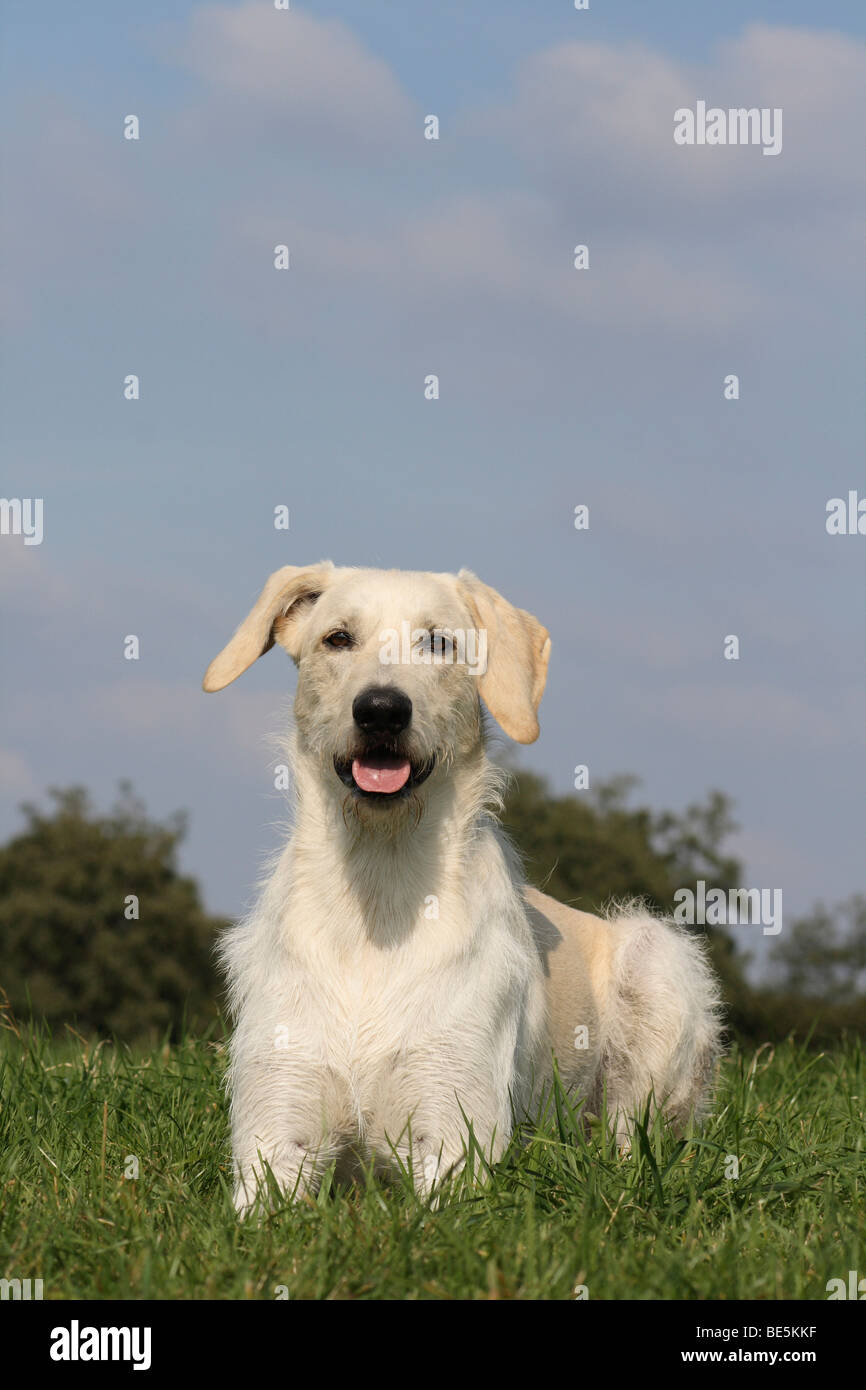 Il Labrador - Giant Schnauzer ibrido, maschio, 2,5 anni Foto Stock