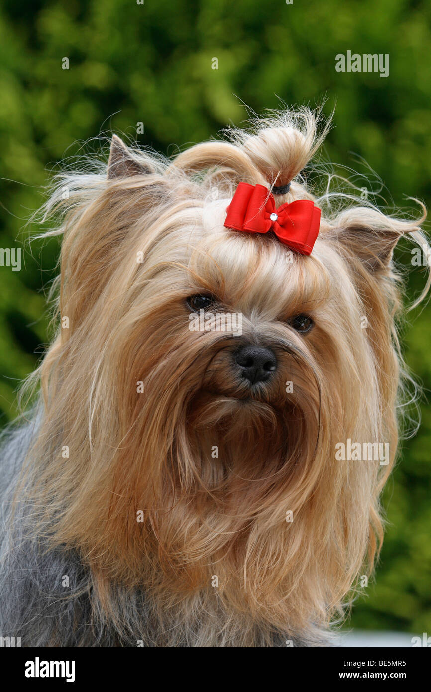 Yorkshire Terrier, ritratto Foto Stock