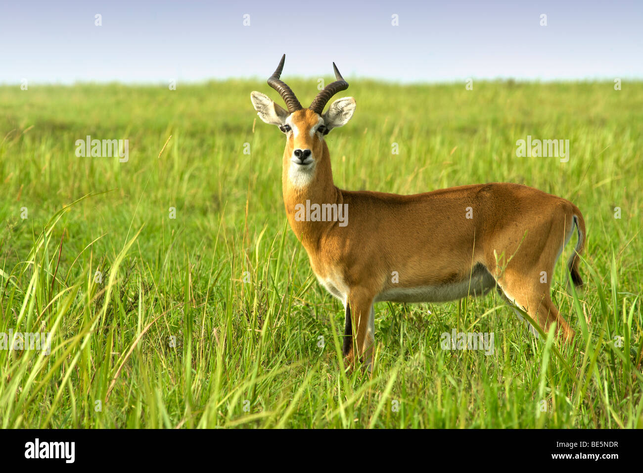 Kob (Kobus kob thomasi) in Murchison Falls National Park in Uganda. Foto Stock