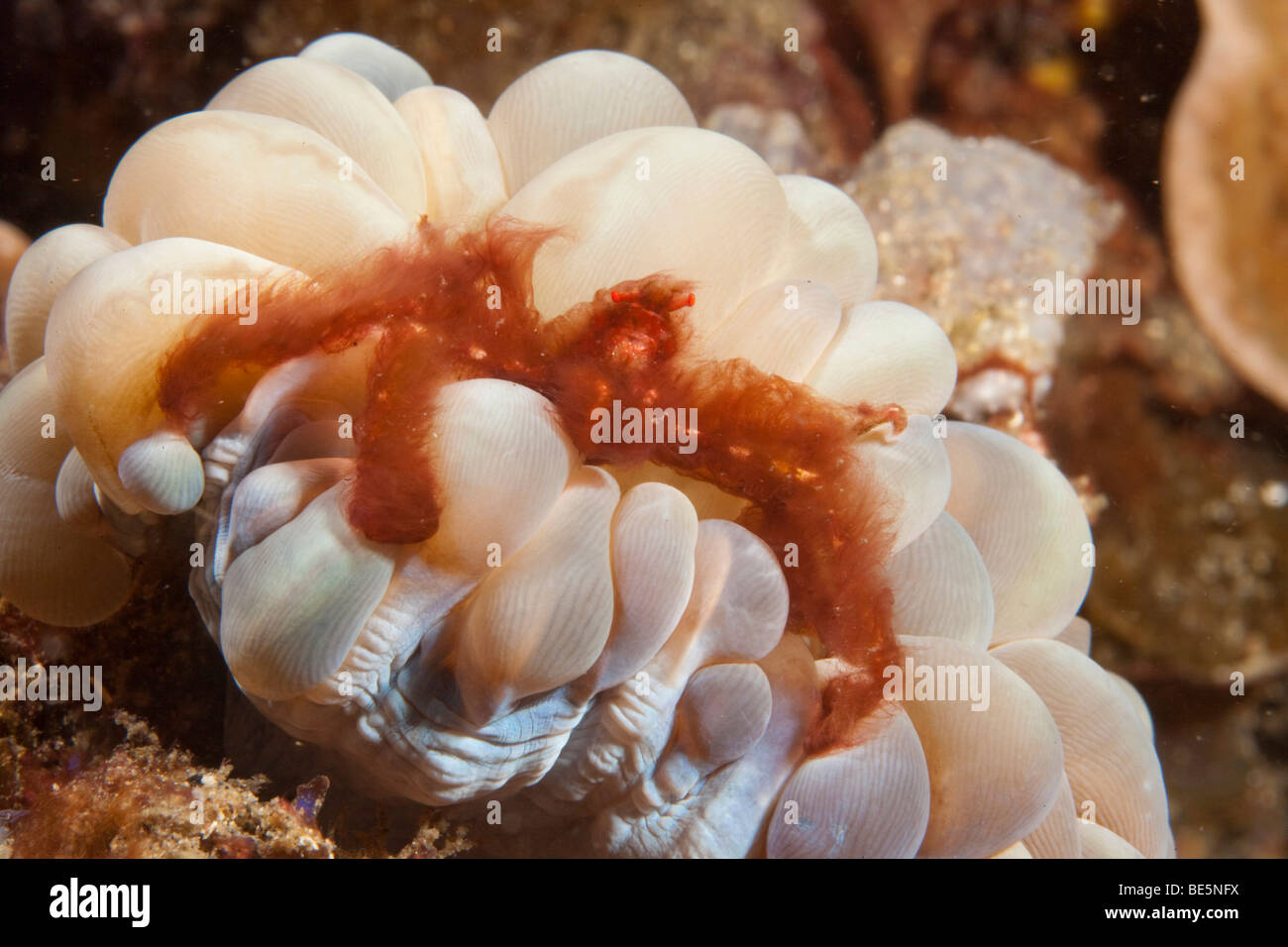 Orango granchio (Achaeus japonicus), Bunaken Marine Park, Sulawesi, Indonesia, il sud-est asiatico Foto Stock